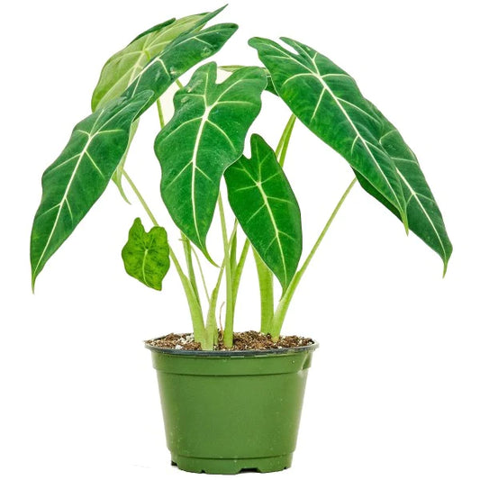 Alocasia Frydek