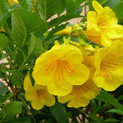 Yellow Bells Tecoma