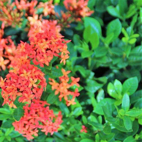 Ixora Chinensis