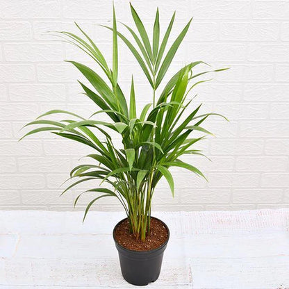 Areca Small