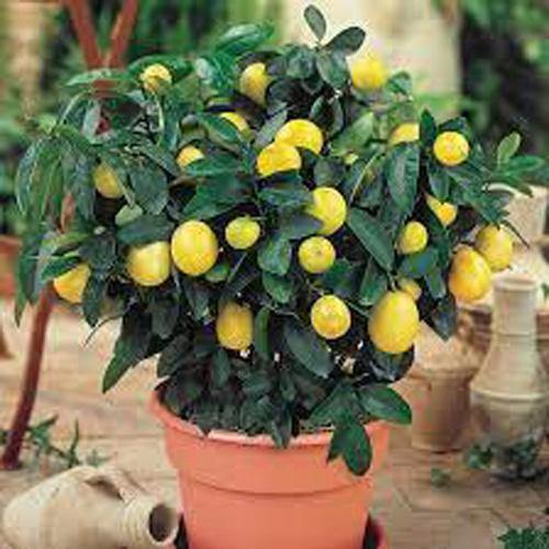 Lemon Tree