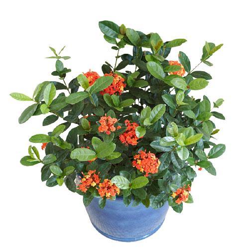 Ixora Chinensis