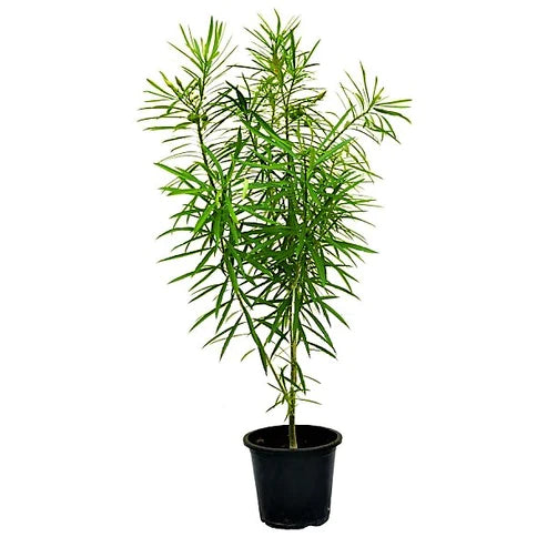 Thevetia - Yellow Oleander