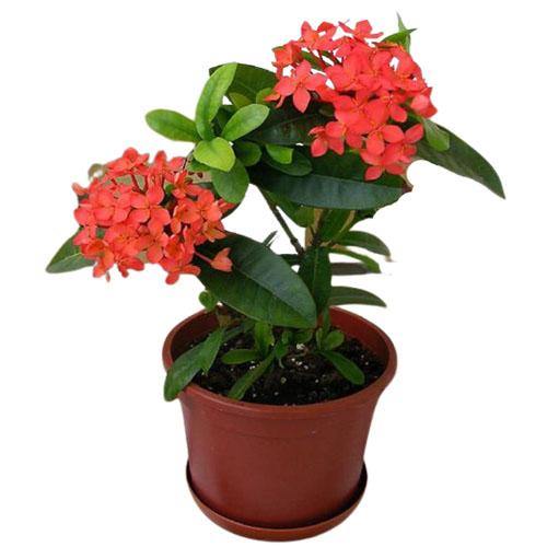 Ixora Chinensis