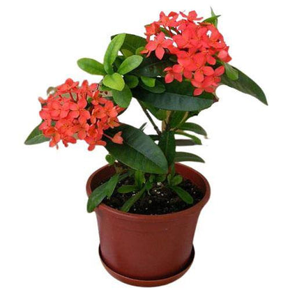 Ixora Chinensis