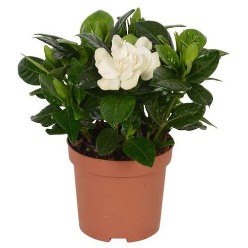Gardenia Jasminoides