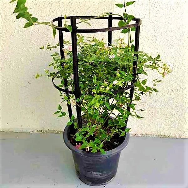 Jasmine Climber