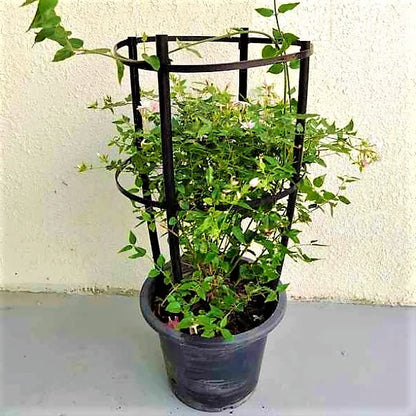 Jasmine Climber