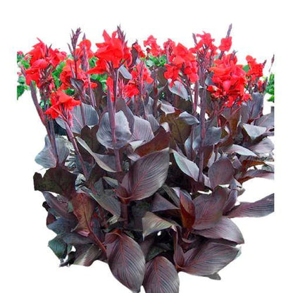 Canna Red