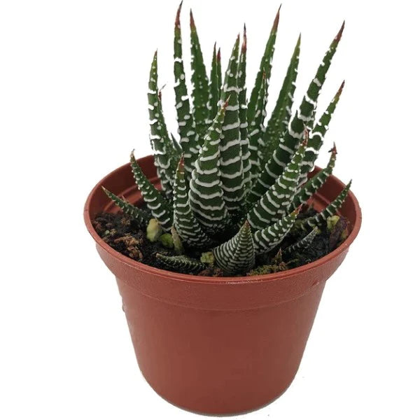 Zebra Cactus, Haworthia Fasciata Concolor