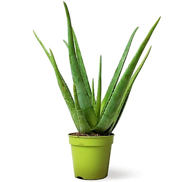 aloe vera planta Aloe Vera – WARDA Plants