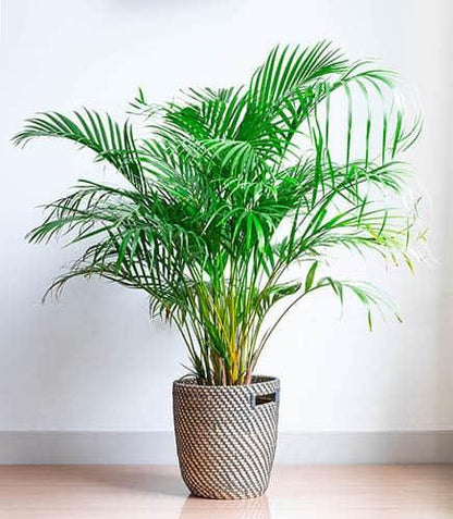 Areca Palm Indoor