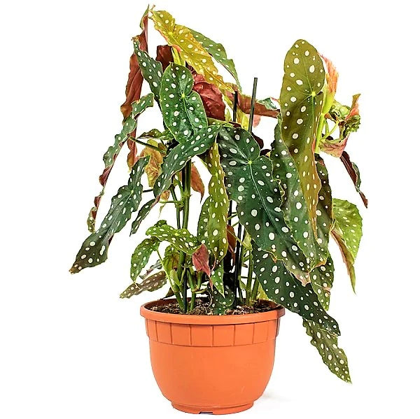 Polka Dot Begonia