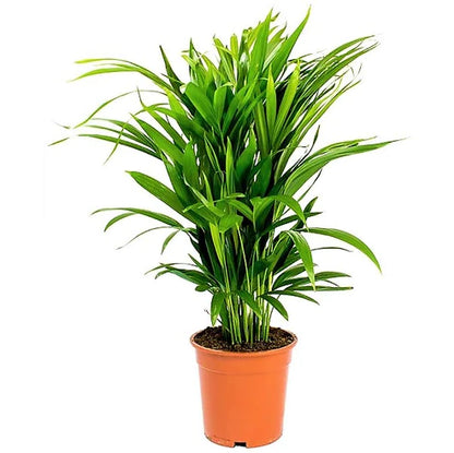 Areca Small
