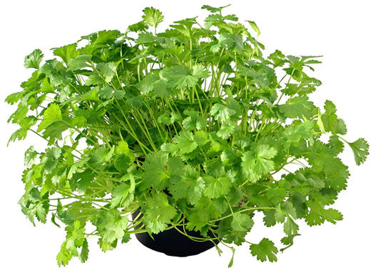 Coriander Plant