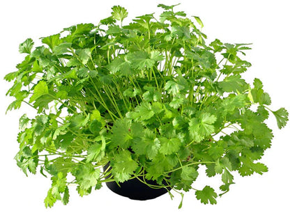 Coriander Plant