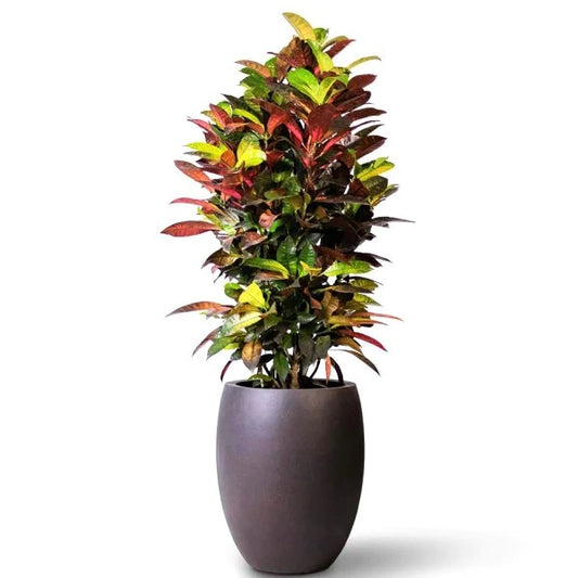 Croton Plant