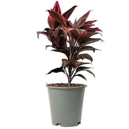 Cordyline Fruticosa Mambo