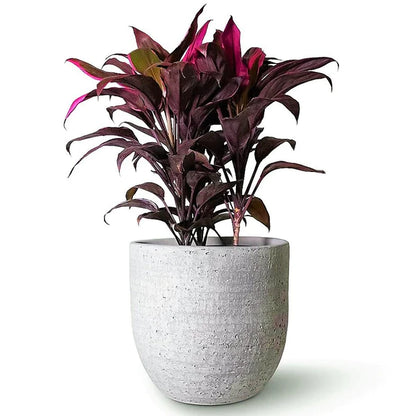 Cordyline Fruticosa Mambo