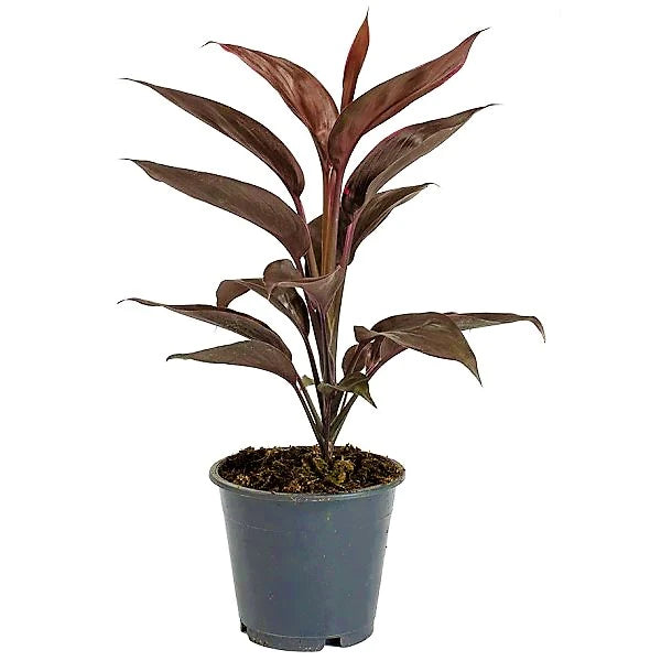 Cordyline Fruticosa Mambo