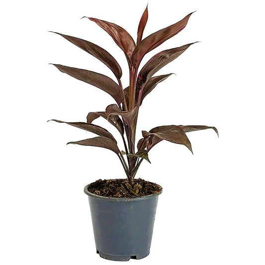 Cordyline Fruticosa Mambo