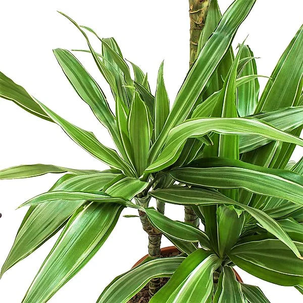 dracaena deremensis warneckei Dracaena Warneckei – WARDA Plants