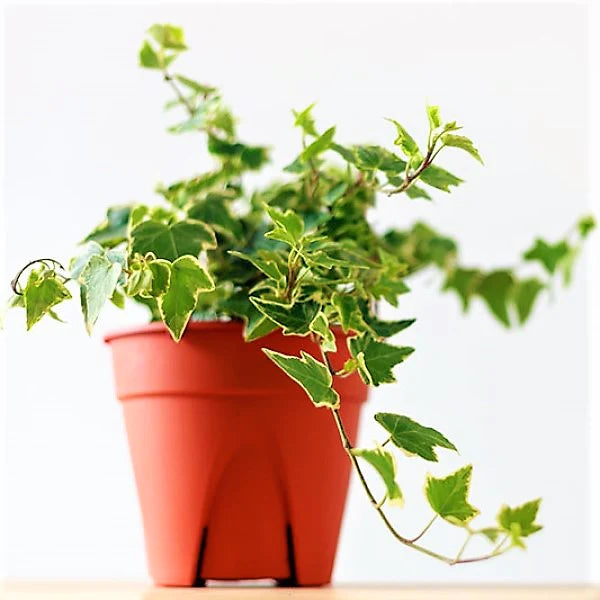 Variegated English Ivy