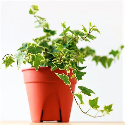 Variegated English Ivy