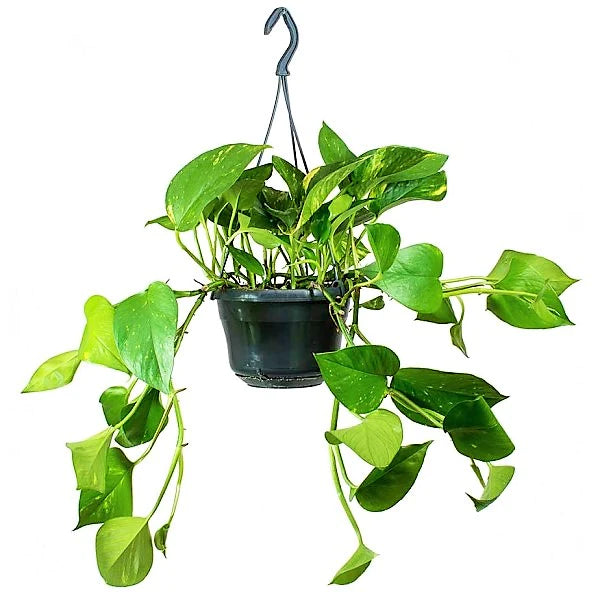 Money Plant Hanging