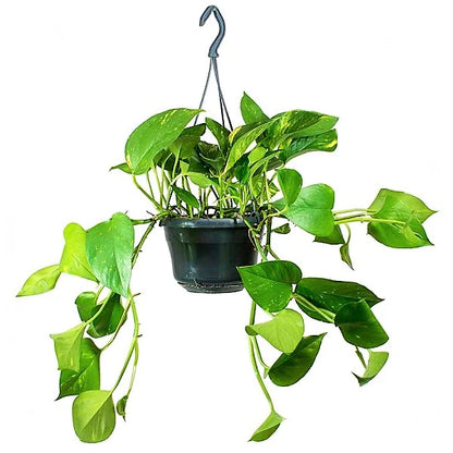 Money Plant Hanging