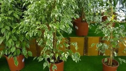 Ficus Benjamina Variegata