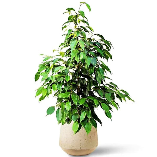 Ficus Benjamin