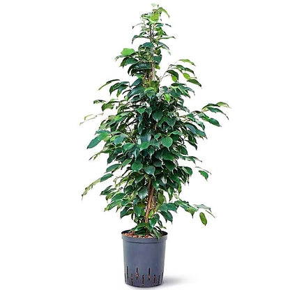 Ficus Benjamin