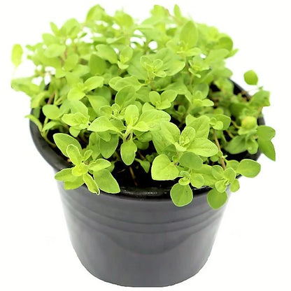Oregano Herb