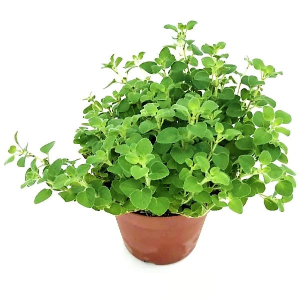 Oregano Herb