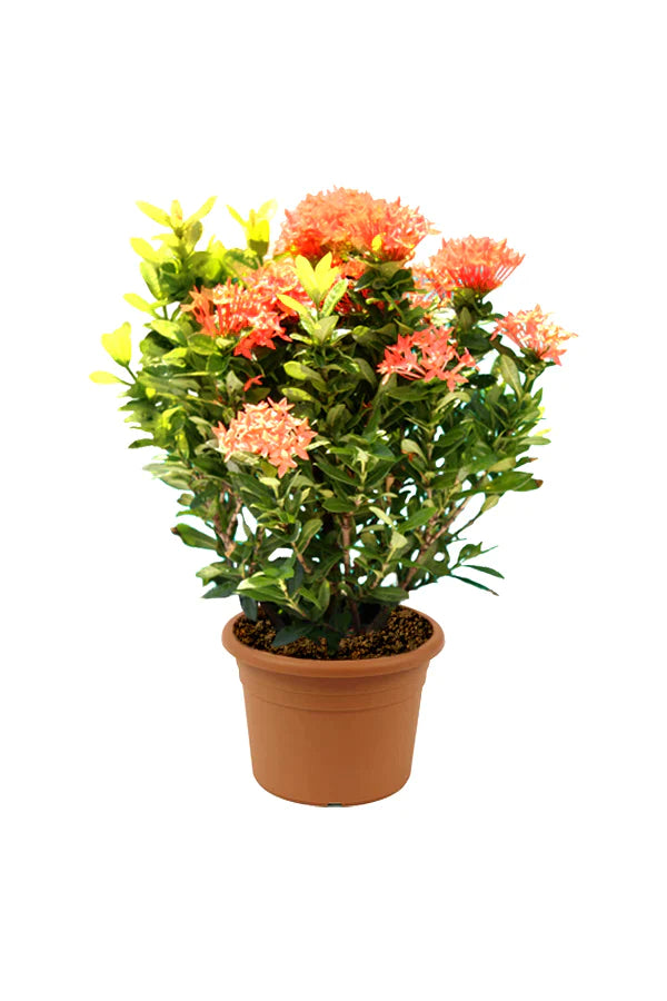 Ixora Chinensis