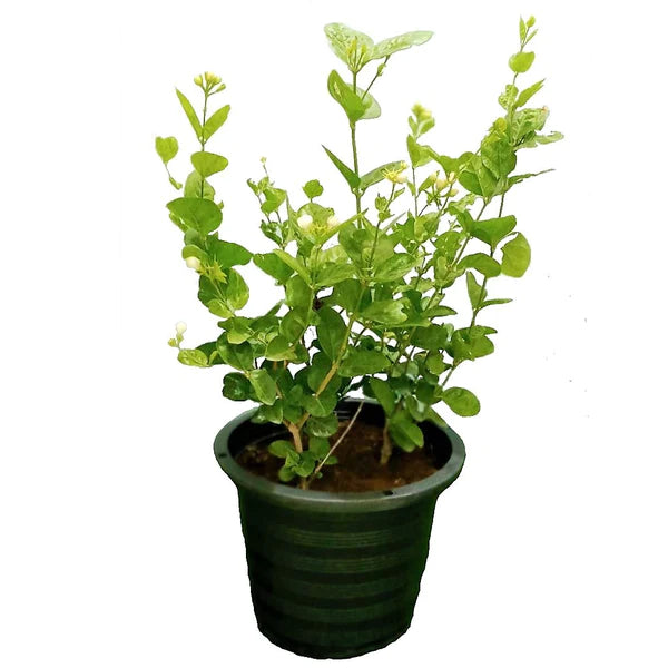 Arabian Jasmine, Motia