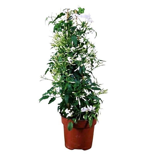 Jasmine Climber