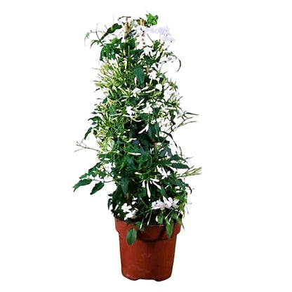 Jasmine Climber