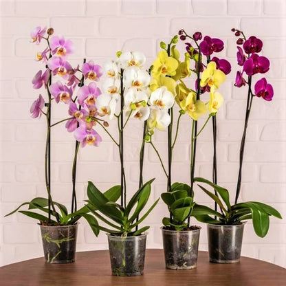 Orchids