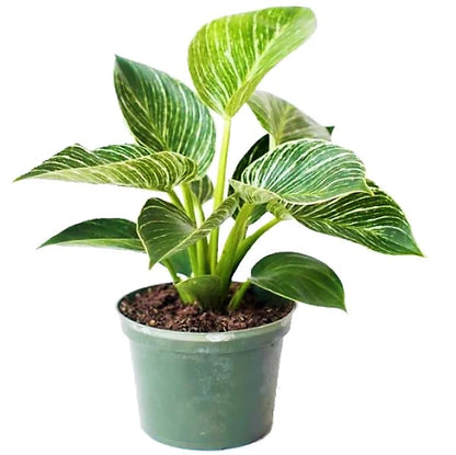 philodendron birkin vining Philodendron Birkin – WARDA Plants