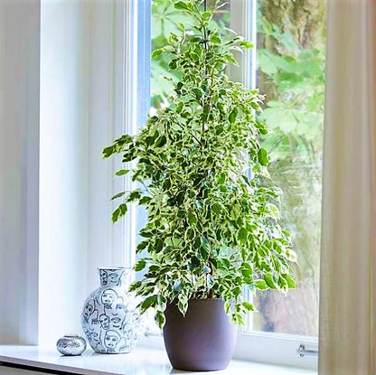 Ficus Benjamina Variegata
