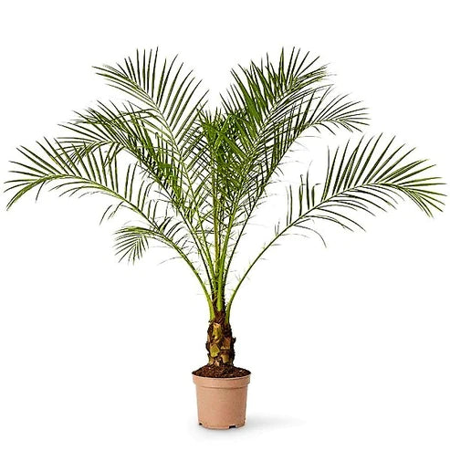 Phoenix Palm