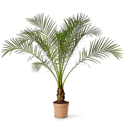 Phoenix Palm