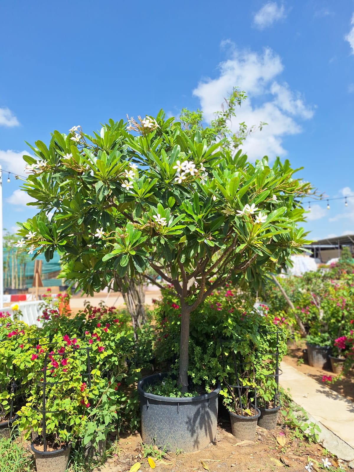 Frangipani
