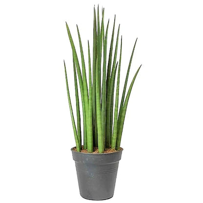 sansevieria skyline Sansevieria Cylindrica Skyline, Sansevieria Desertii – WARDA Plants
