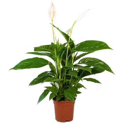 Peace Lily