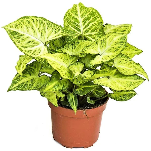 Arrowhead Plant