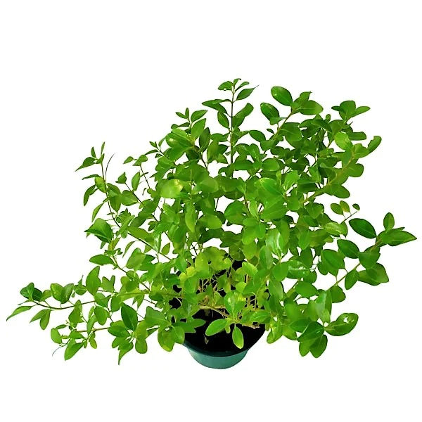 Dum Dum Plant, Wild Jasmine