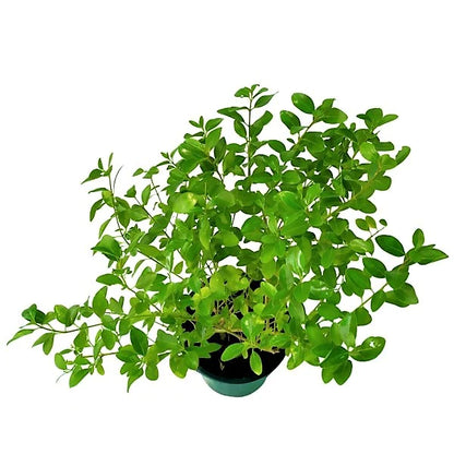 Dum Dum Plant, Wild Jasmine